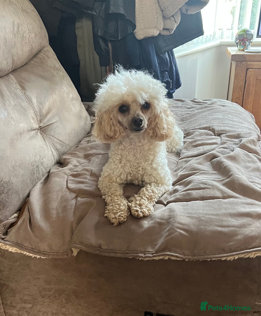Toy Poodle dogs for sale: Beautiful 2 year old Female Toy Poodle  - Advert 3