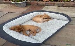 Labrador Retriever dogs for sale: Labrador 2 x boys left FTW Drakeshead Flycatcher   in Blackpool - Image 6