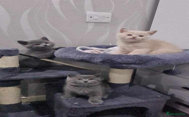 British Shorthair cats - Advert 2