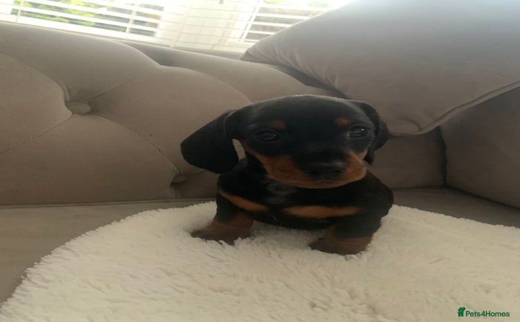 Dachshund dogs - Advert 13