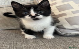 Mixed Breed cats for sale:  BOTH RESERVED boy kittens looking for home  - Image 5