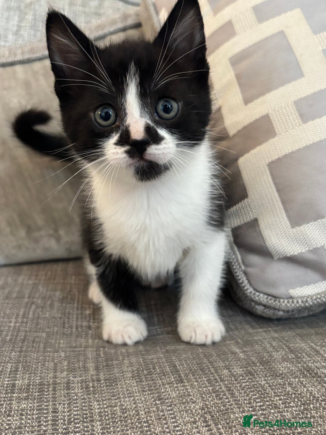 Mixed Breed cats for sale:  BOTH RESERVED boy kittens looking for home  - Image 5