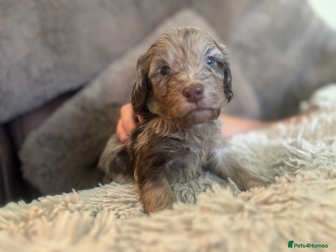 Cockapoo dogs for sale: Beautiful Cockapoo puppies  - Image 11
