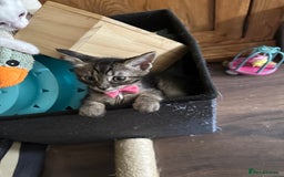 Savannah cats for sale: Savannahs  - Image 8
