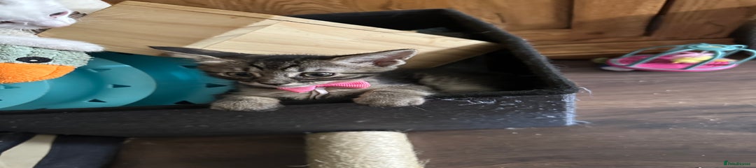 Savannah Kitten 4