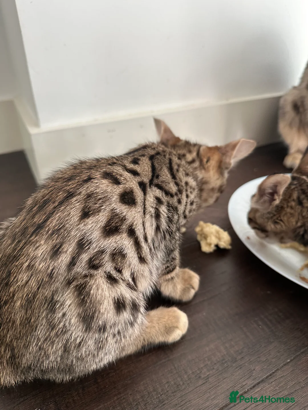 Savannah cats for sale: Savannah X Bengal sepia kittens  - Advert 9