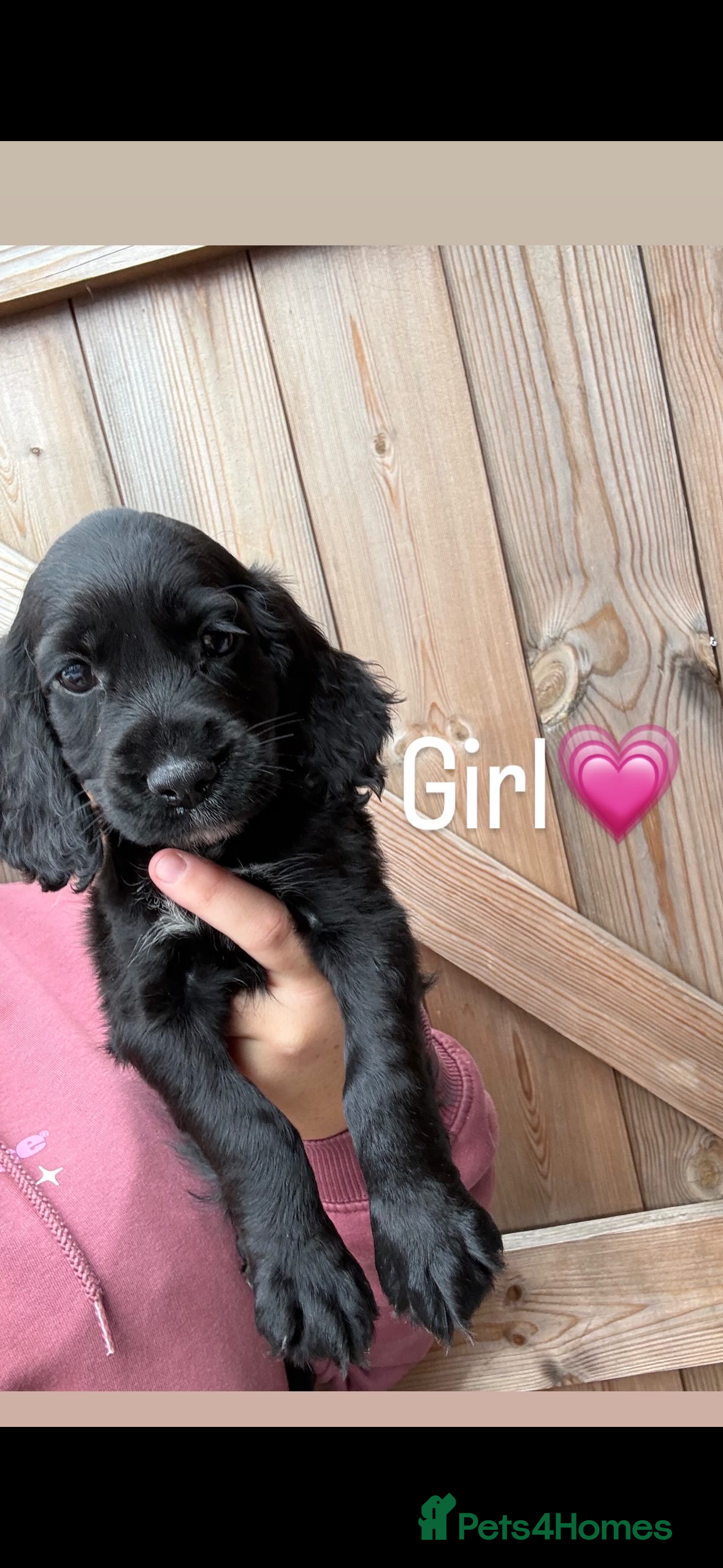 Cocker Spaniel dogs Cocker spaniel  - Advert 2