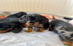 Miniature Dachshund dogs for sale: Miniature dachshund pups - Image 6
