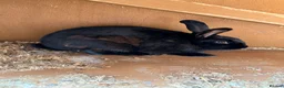 Mixed Breed rabbits for sale: 2 Female Rabbits bought from Petsathome - Advert 2
