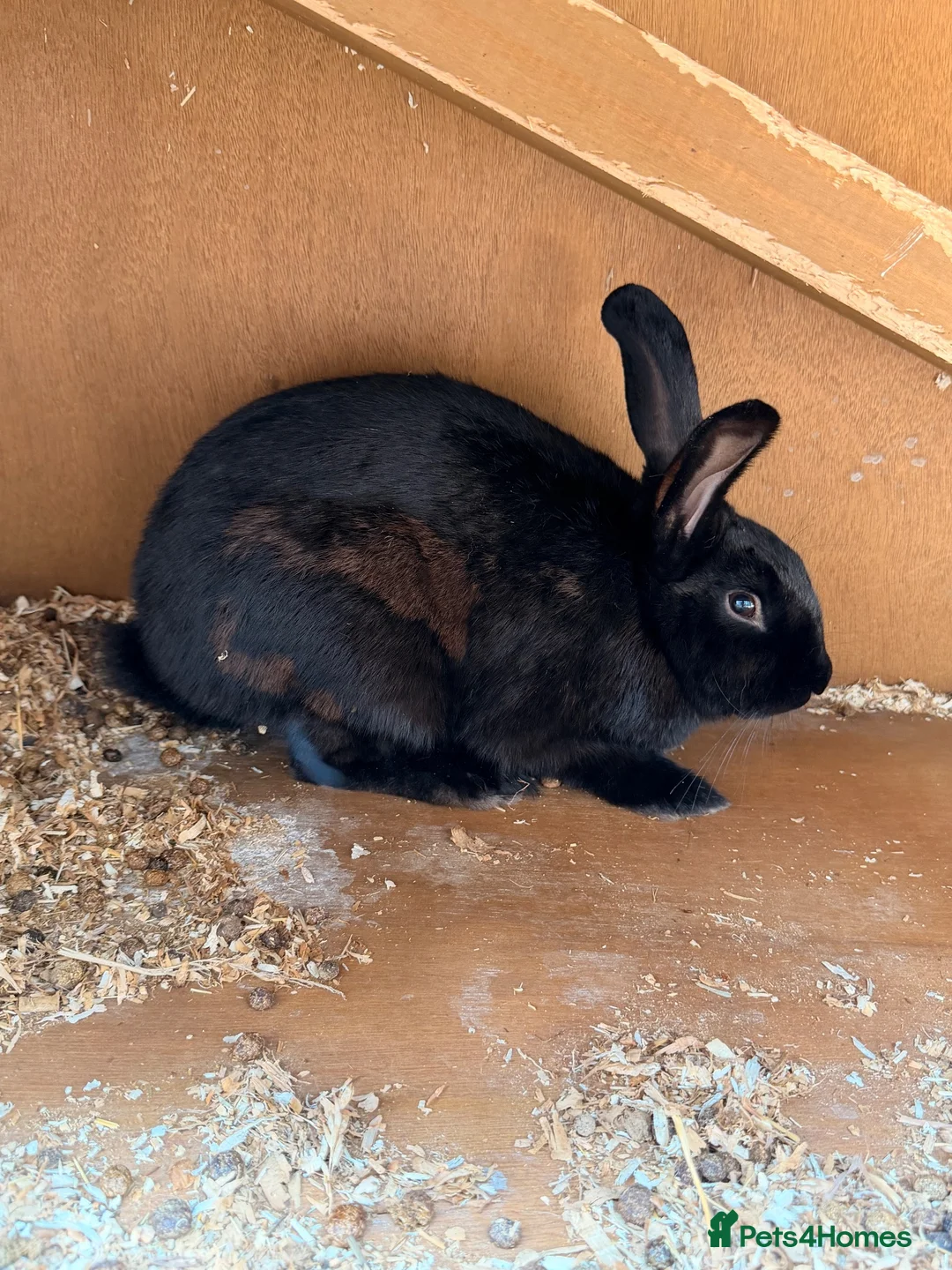 Mixed Breed rabbits for sale: 2 Female Rabbits bought from Petsathome - Advert 2