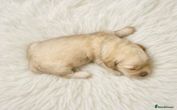 Goldendoodle dogs for sale: Beautiful Goldendoodle pups for sale  - Advert 13