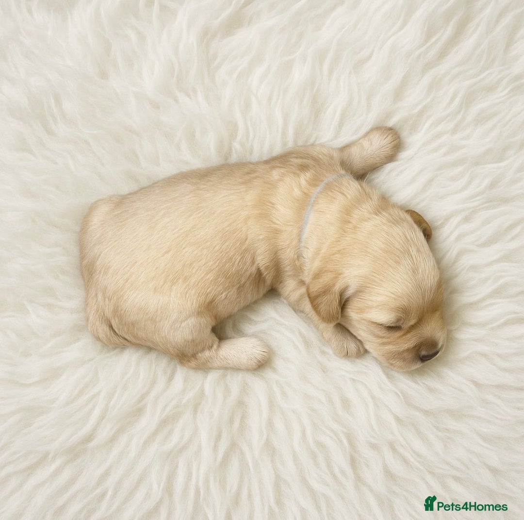 Goldendoodle dogs for sale: Beautiful Goldendoodle pups for sale  - Advert 13