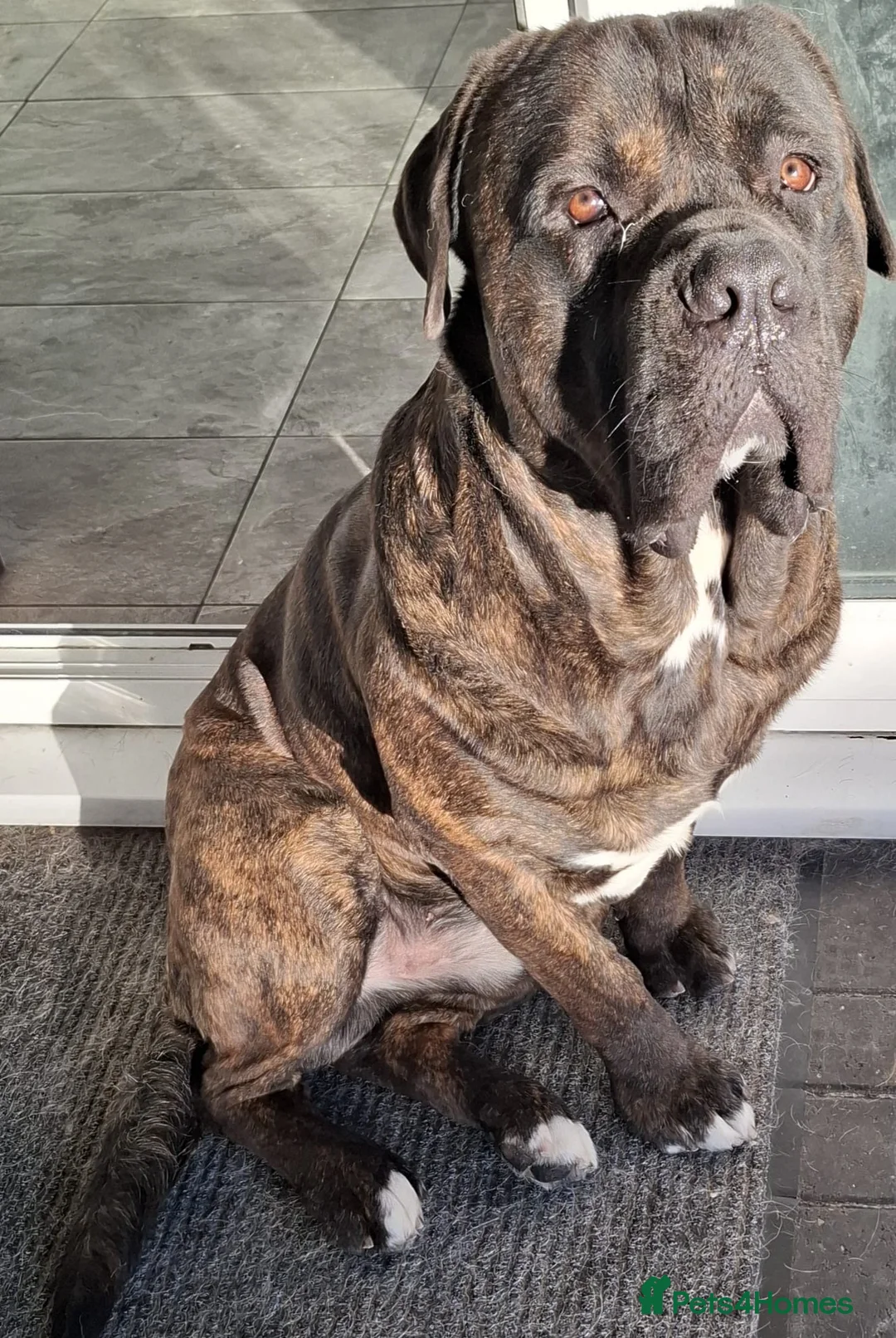 Mixed Breed dogs for sale: Lab- Cane Corso Puppies Looking for Loving Homes  - Advert 7