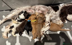Cocker Spaniel dogs for sale: 😍🐾Show Type Spaniels,KC Reg,Health Tested🐾😍 - Image 6