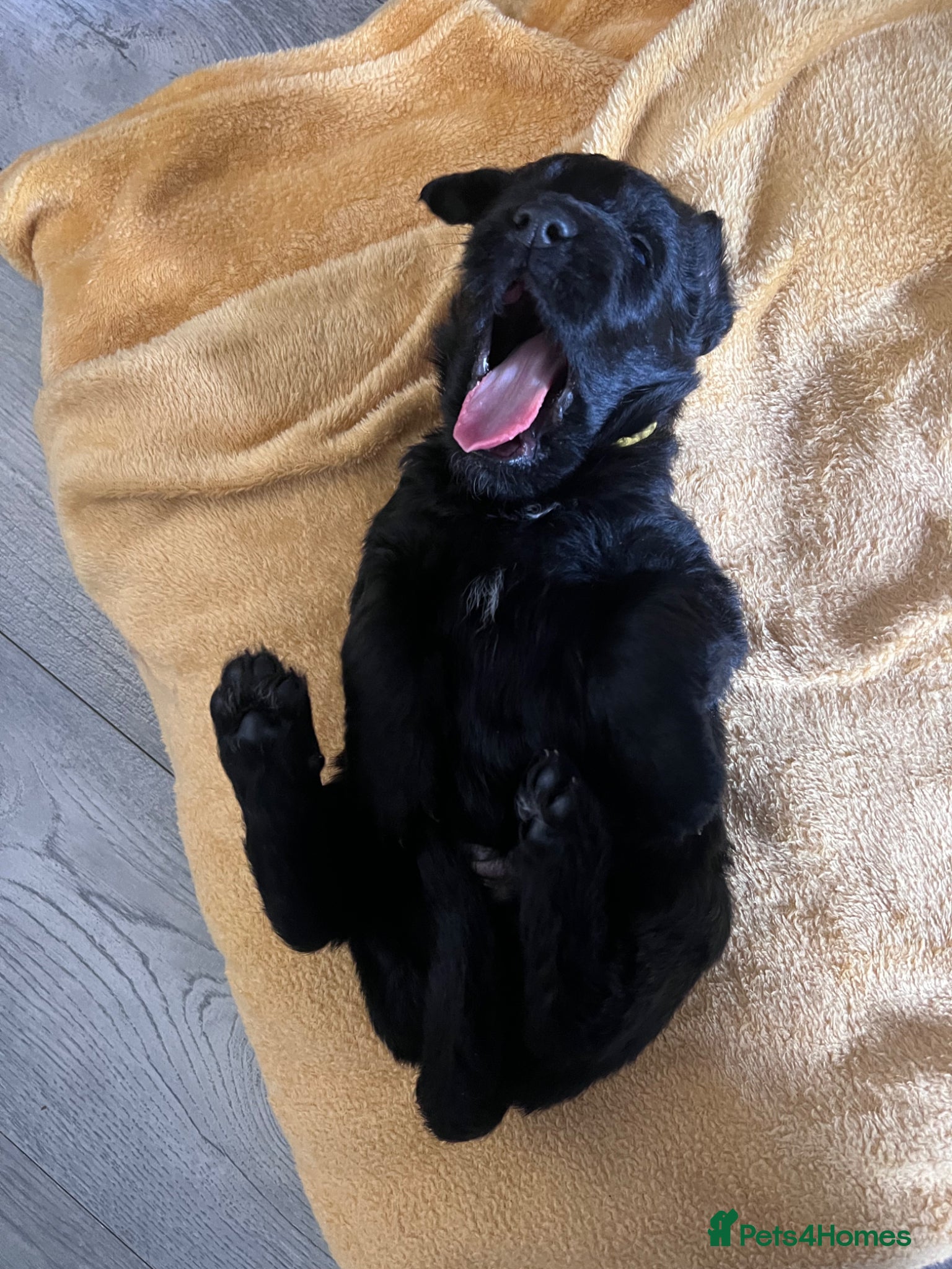 Mixed Breed dogs for sale: Lab mixed with Black Russian terrier  - Advert 7