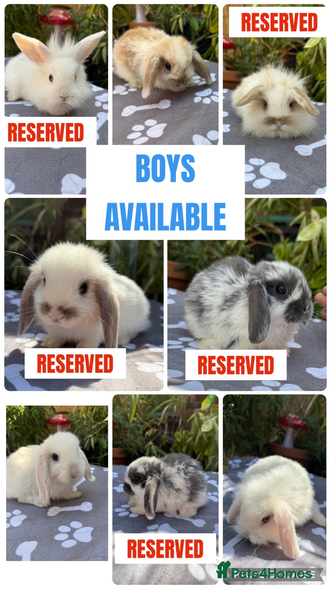 Mini Lop rabbits X3 baby Mini lop boys  - Advert 1