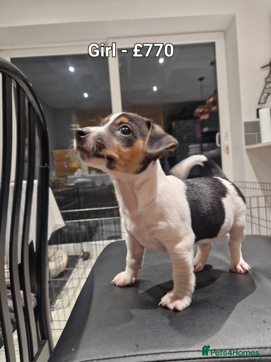 Jack Russell dogs for sale: Pure Jack russell puppies. Ultra-Rare colored.  - Advert 9