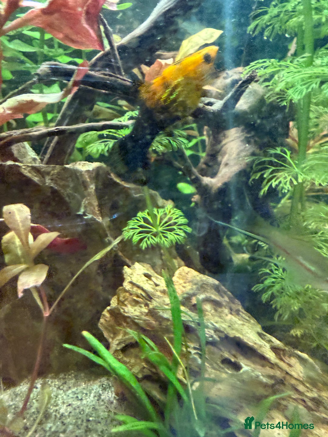 Mollies fish for sale: Mollies Need rehoming  - Advert 7