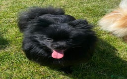 Pomchi dogs for sale: Primrose’s precious pomchi babies - Advert 23