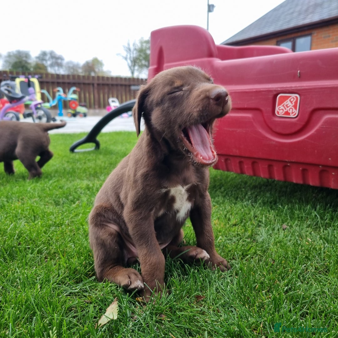 Mixed Breed dogs for sale: Collie cross rough haired Hungarian viszler  - Image 29