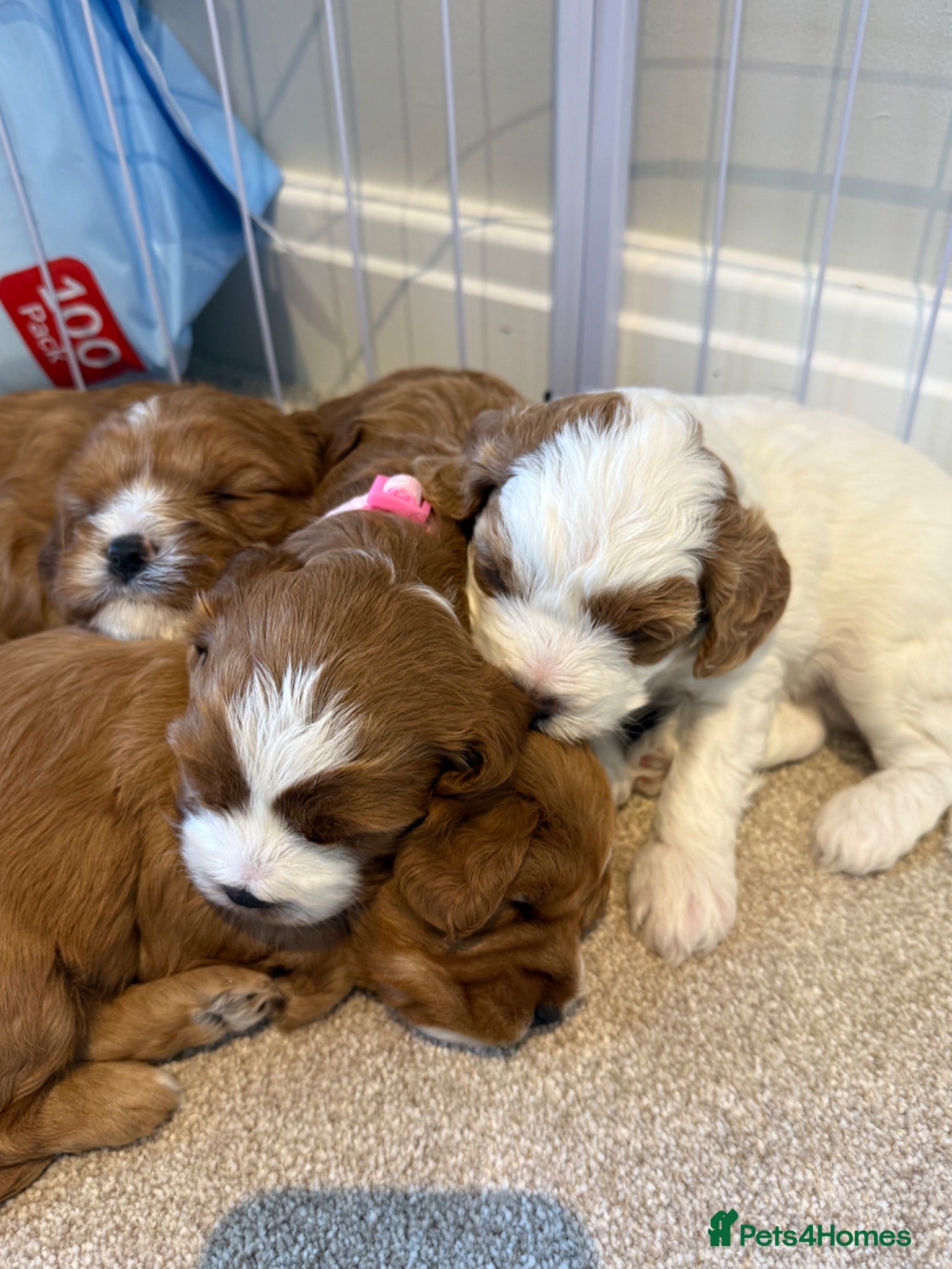 Cavapoo dogs Adorable Cavapoo Puppies looking for ⭐⭐⭐⭐⭐ homes - Advert 16