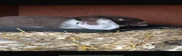 Mini Lop rabbits for sale: Mini lops bunnies  - Advert 2
