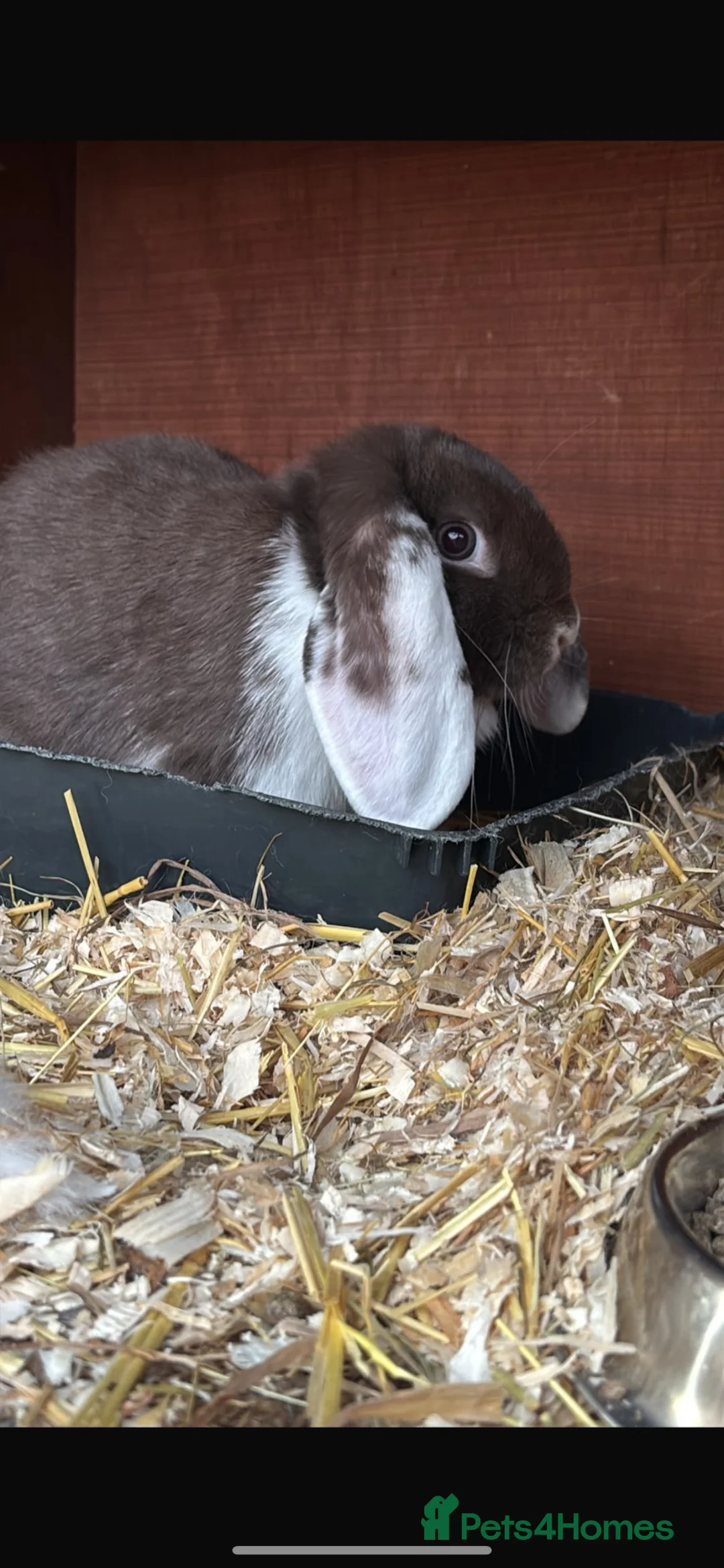 Mini Lop rabbits for sale: Mini lops bunnies  - Advert 2