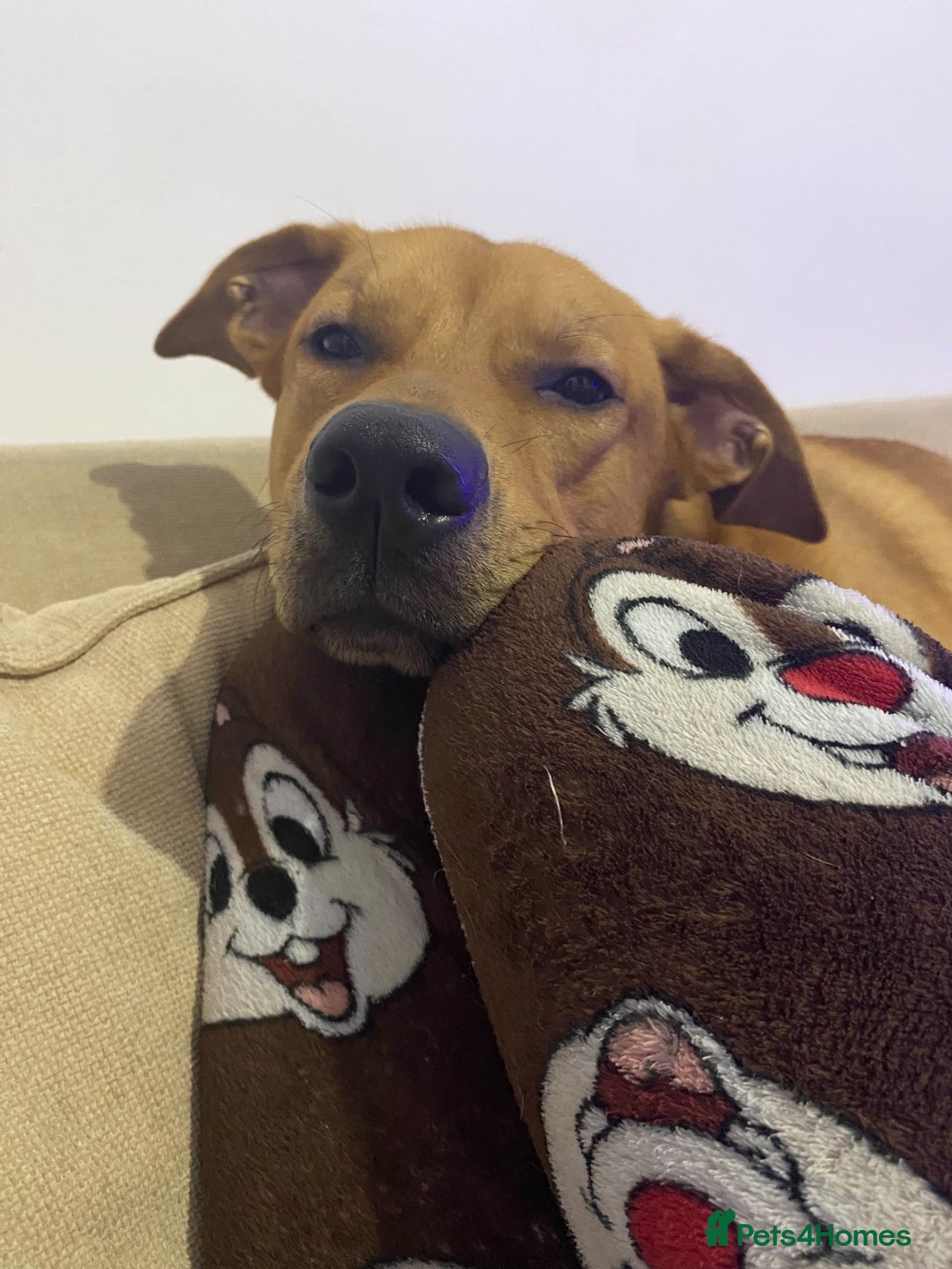 Mixed Breed dogs Lurcher x Rottweiler  - Advert 14