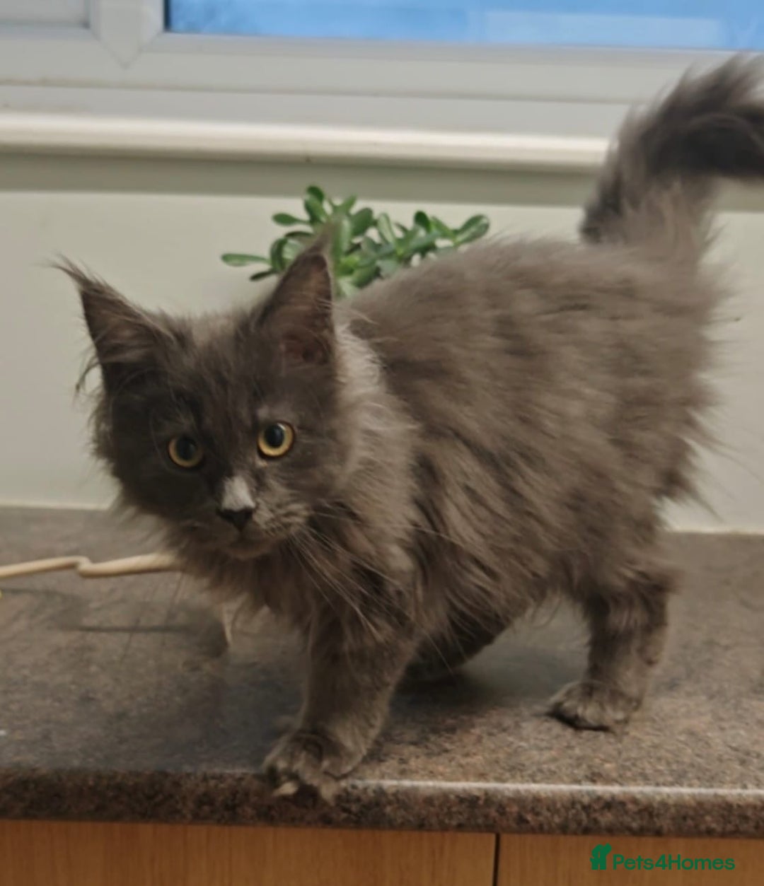 Maine Coon cats for sale: Beautiful Maine coon kittens - Advert 4