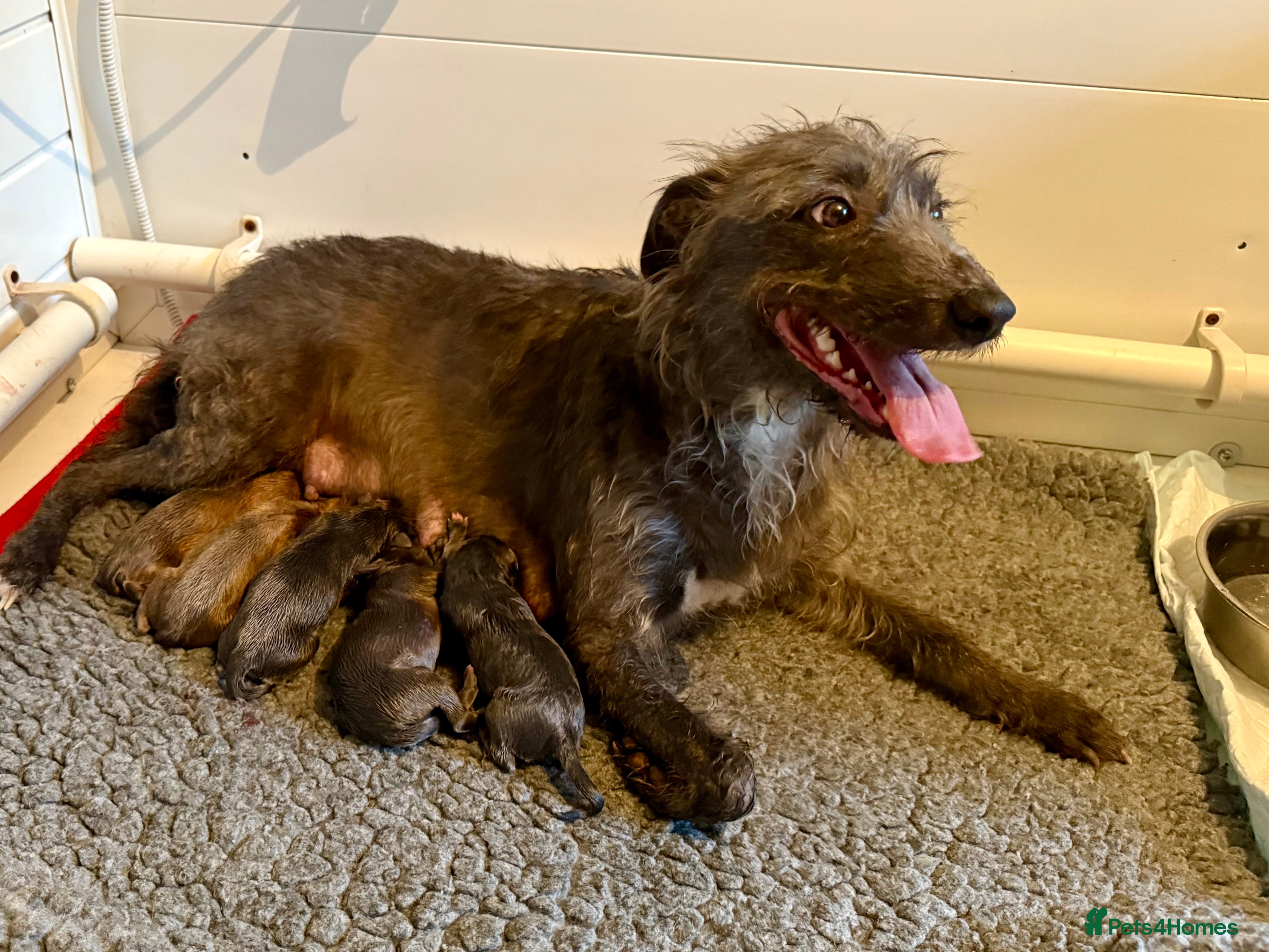 Mixed Breed dogs 5 stunning Whippet Bedlington pups available.  - Advert 6