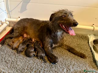 Mixed Breed dogs 5 stunning Whippet Bedlington pups available. - Advert 2