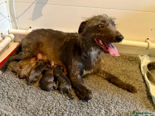 Mixed Breed dogs 5 stunning Whippet Bedlington pups. - Advert 8