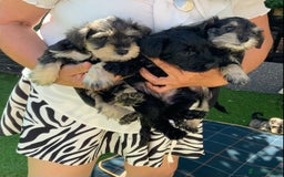 Miniature Schnauzer dogs for sale: Happy healthy miniature Schauzer puppies - Image 13