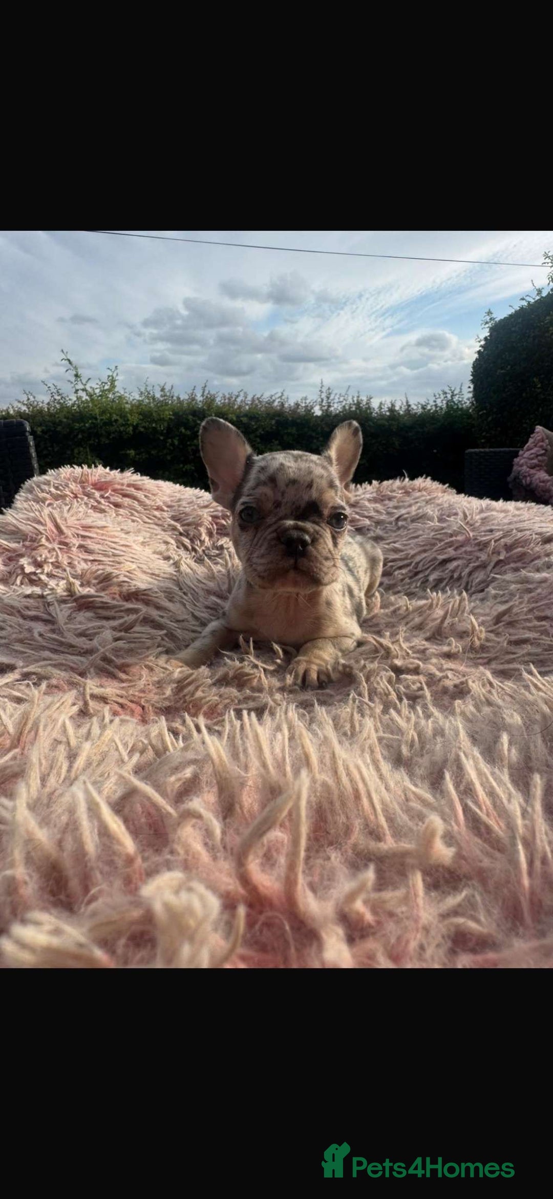 French Bulldog dogs for sale: Beautiful French bulldog puppies  - Image 5