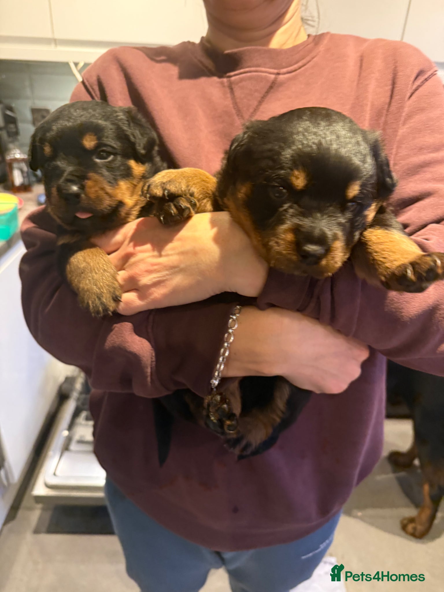 Rottweiler dogs Rottweiler Puppies - Advert 10