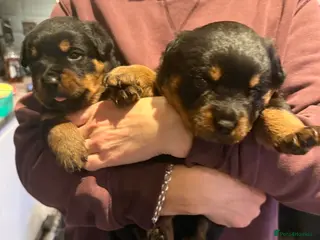 Rottweiler dogs Rottweiler Puppies - Advert 10