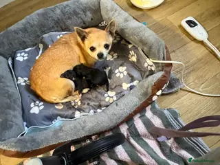 Chihuahua dogs Chihuahua puppies - Advert 13