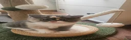 Selkirk Rex cats for sale:  Beautiful Home-Raised Selkirk Rex&BSH Kittens 😻 - Advert 30