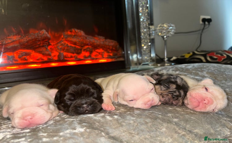 French Bulldog dogs - Advert 12