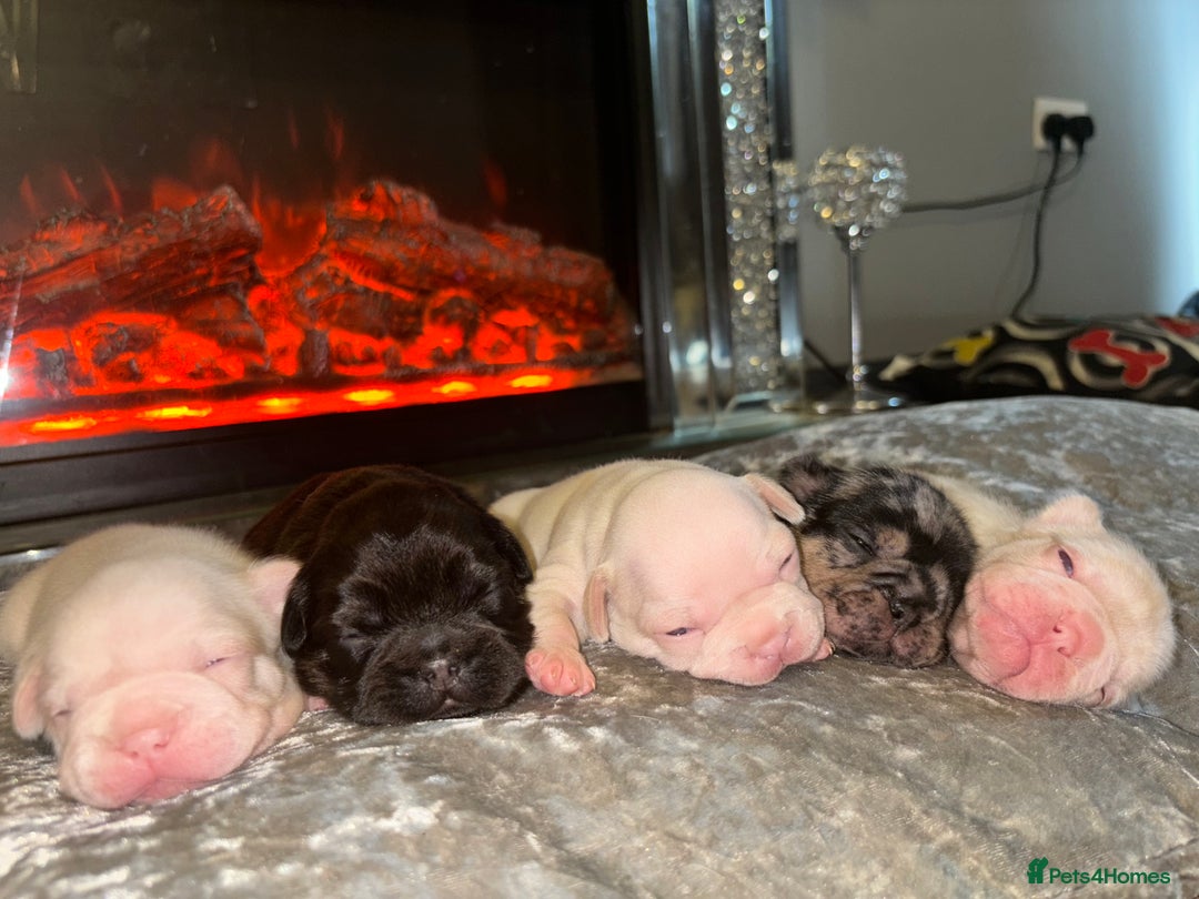 French Bulldog dogs for sale: Pink testable **s 🩷💙🍫🍪🔥 - Image 1