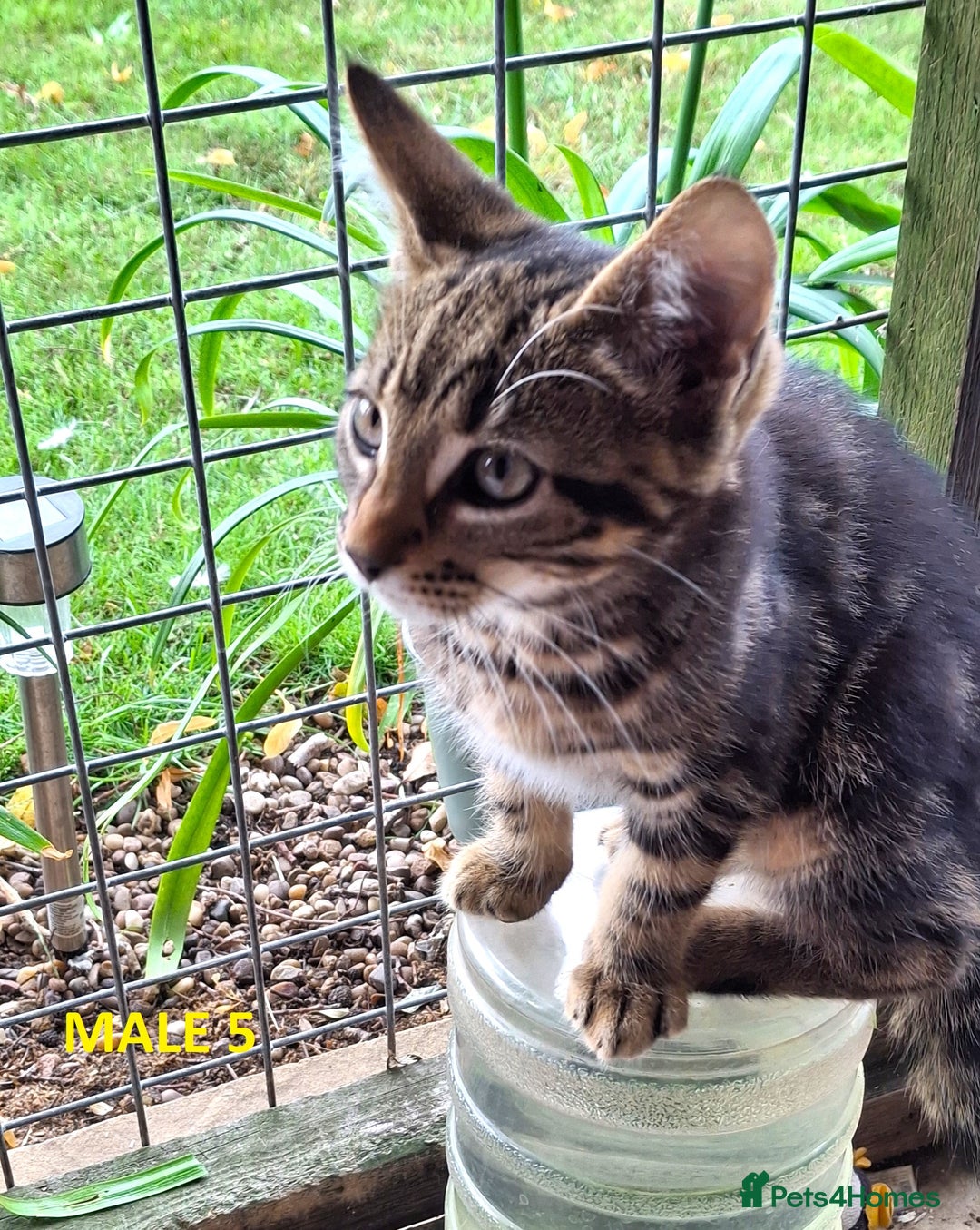 Mixed Breed cats for sale: Maine Coon X Kittens  in Coventry - Image 14