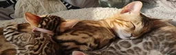 Bengal cats for sale: Stunning TICA Registered Bengal Kittens - Advert 7
