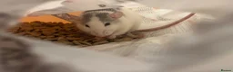 Rat rodents for sale: 4 female rats in Portsmouth - Advert 4