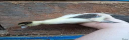 Chickens poultry for sale: Duckling and chicks available - Advert 26