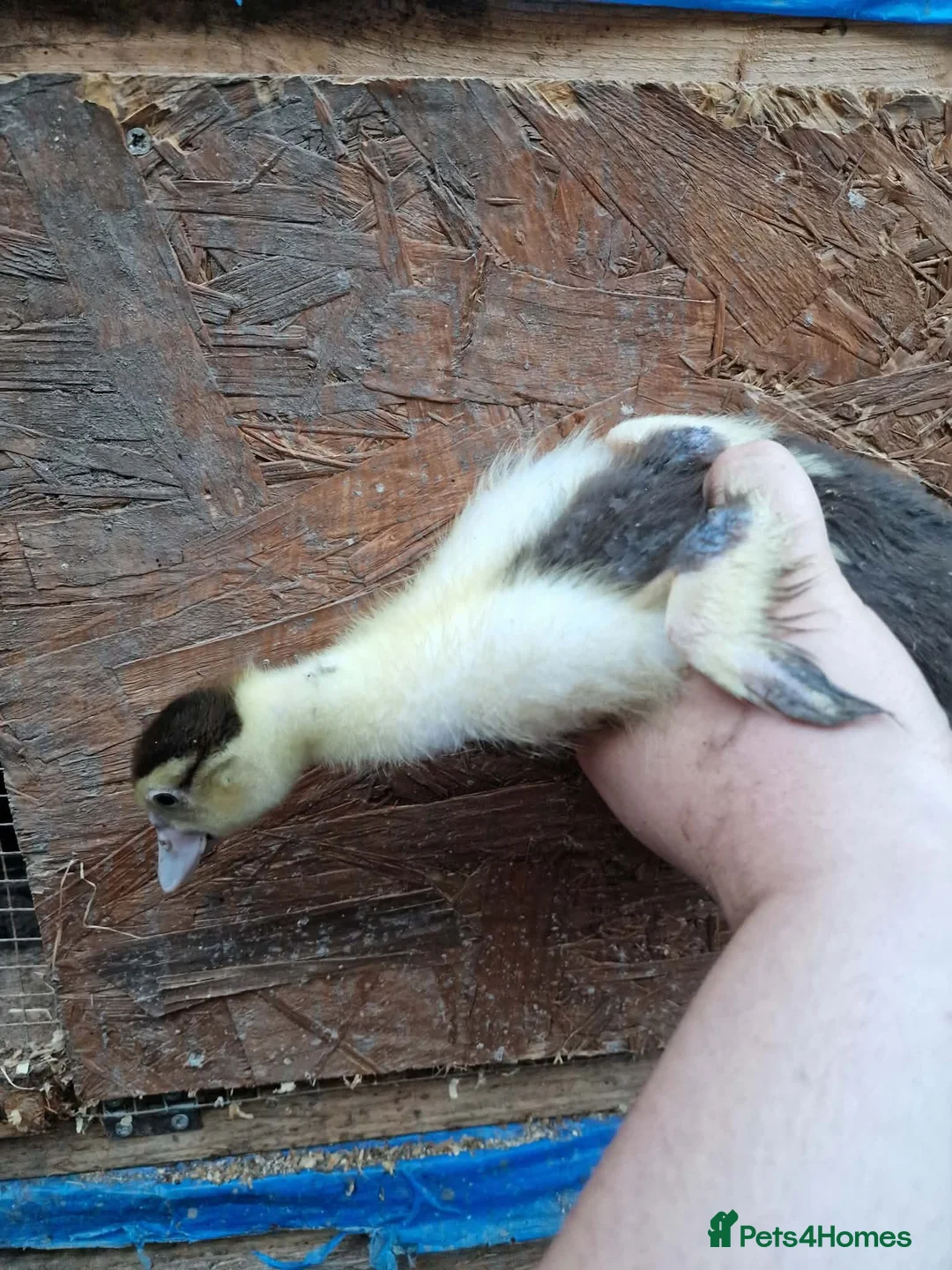 Chickens poultry for sale: Duckling and chicks available - Advert 26