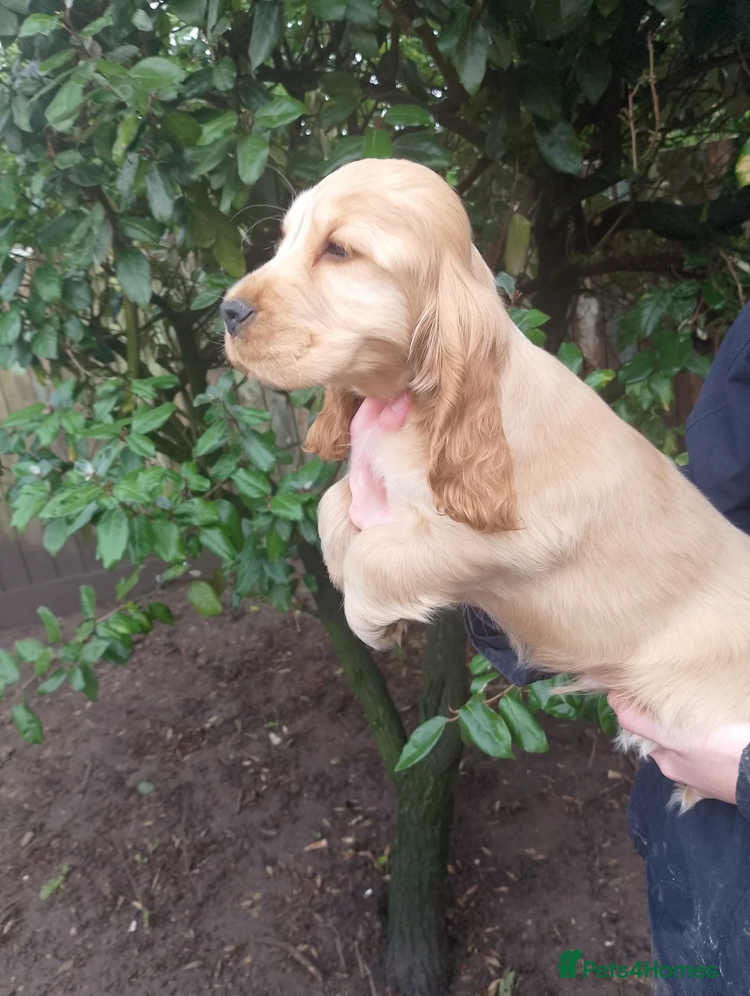 Cocker Spaniel dogs for sale: Show Cocker Puppies and Adults for sale - Advert 4