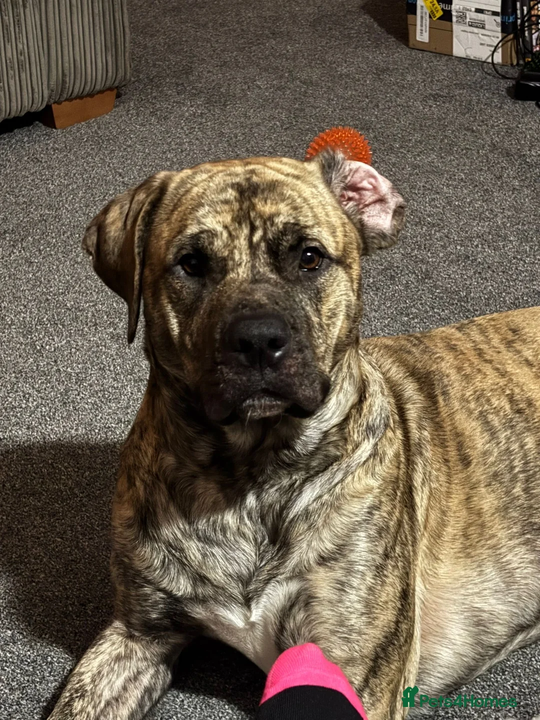 Mixed Breed dogs for sale: Bruno in Blackburn - Advert 5