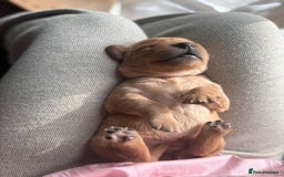 Goldador dogs for sale: Goldador puppies - Advert 11