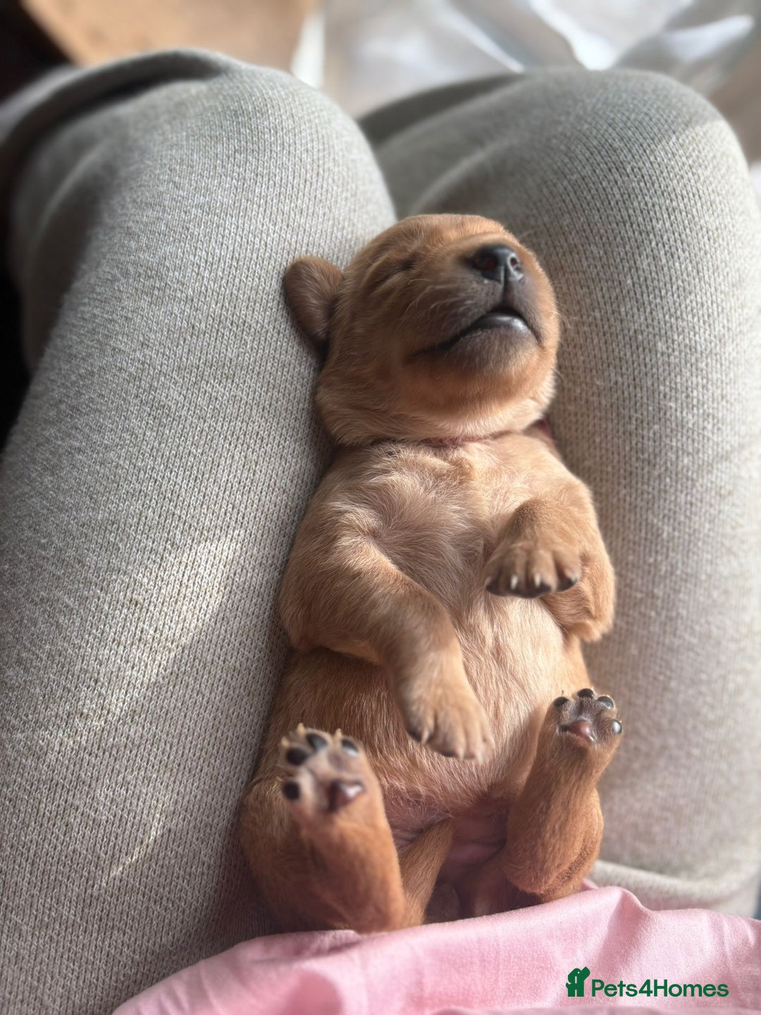 Goldador dogs for sale: Goldador puppies - Advert 11