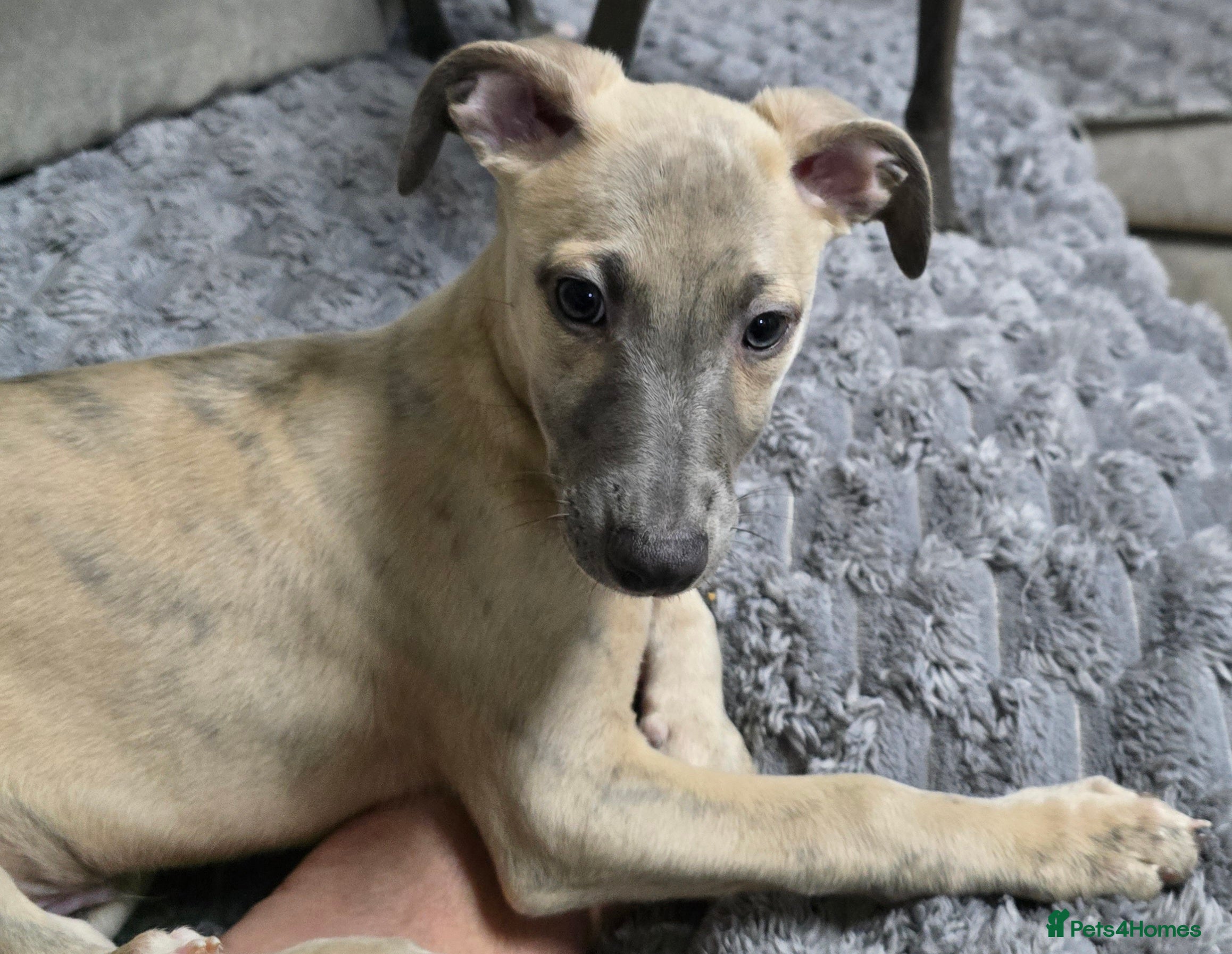 Whippet dogs The 4 most precious!Kc boys wippets 🐶    - Advert 2